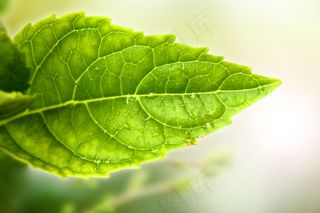 一片绿叶植物桌面图片