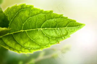 一片绿叶植物桌面图片