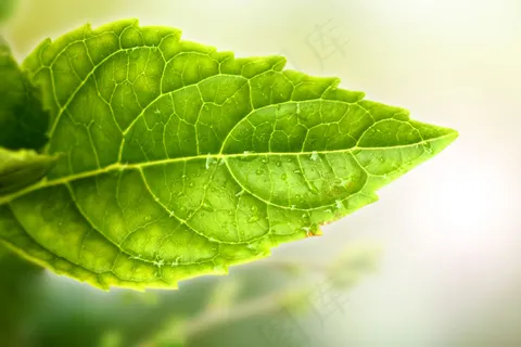 一片绿叶植物桌面图片 一片绿叶植物桌面图片