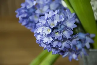 紫蓝色花球特写