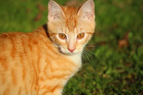 可爱猫咪 动物 素材 奶萌 (114) 可爱猫咪 动物 素材 奶萌 (114)