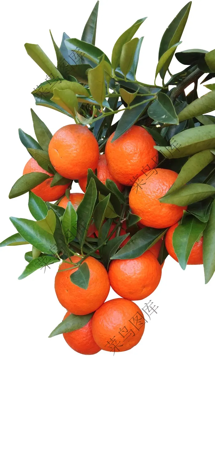 东方红橘子psd模版下载