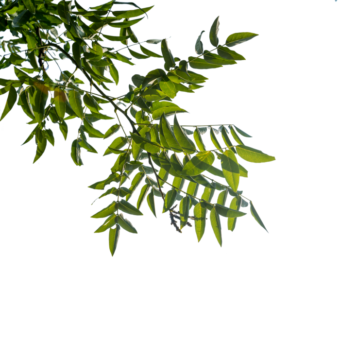 免抠绿色植物绿叶图片