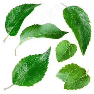 精美树叶茶叶特写高清图片 精美树叶茶叶特写高清图片
