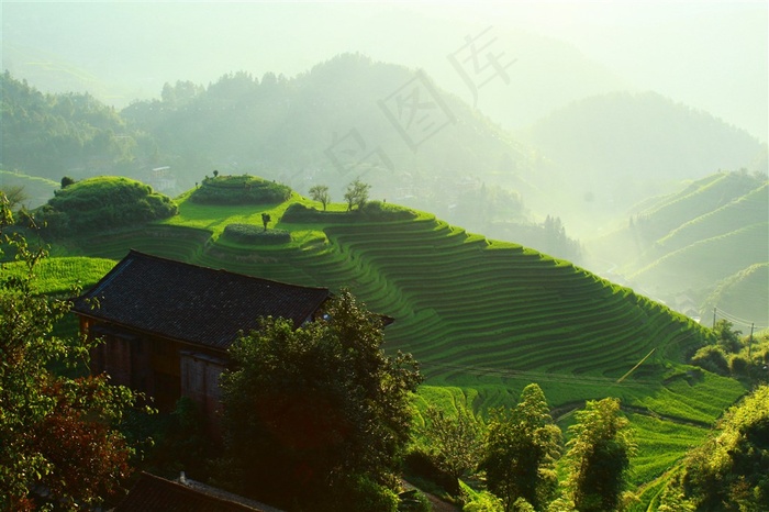 茂盛的梯田图片