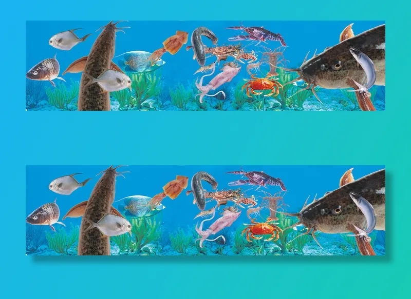 海洋鱼类psd模版下载