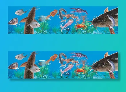海洋鱼类 海洋鱼类
