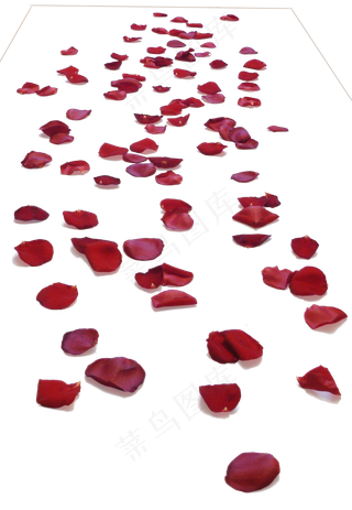 花瓣花朵免扣图片  