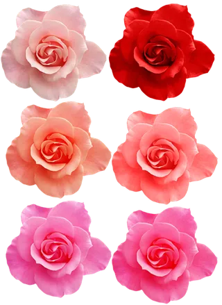 鲜花玫瑰免扣素材