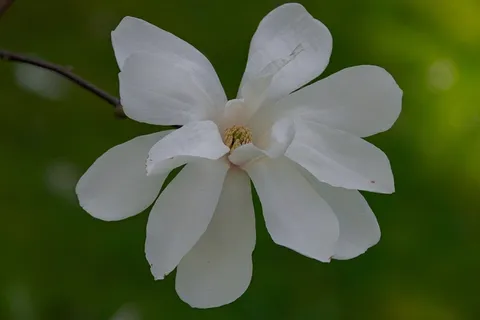白色木兰花绽放图片 白色木兰花绽放图片