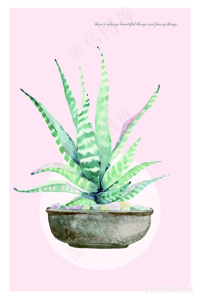 手绘芦荟艺术插画