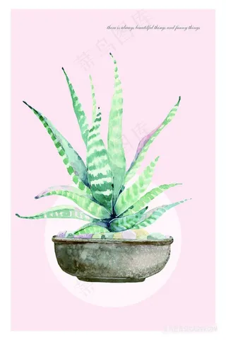 手绘芦荟艺术插画