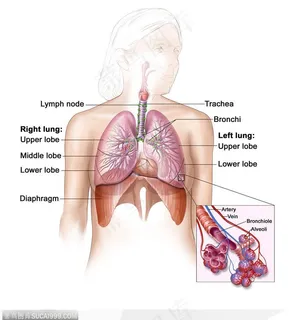 医学基因数码图-肺部器官