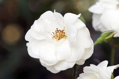 栀子花唯美花朵图片 栀子花唯美花朵图片