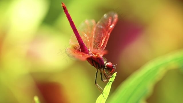 红蜻蜓, 特写, 昆虫, 红色的猩红色镖蜻蜓, 自然, 生物
