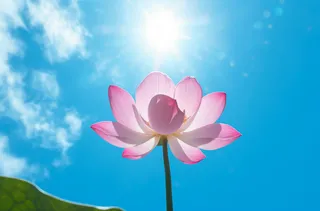 天空下盛开的莲花，uhd 图像风格，蓝绿色和粉红色，中国朋克，蔡司 batis 18mm f/2.8，摄影图