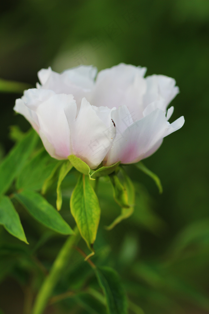 白色牡丹花图片素材