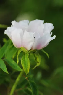 白色牡丹花图片素材 白色牡丹花图片素材