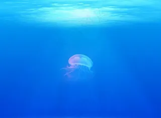 高清晰深海水母壁纸