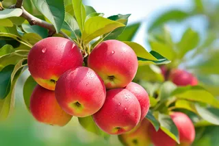 苹果果树树枝摄影图