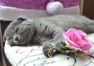 可爱猫咪 动物 素材 奶萌 (109)