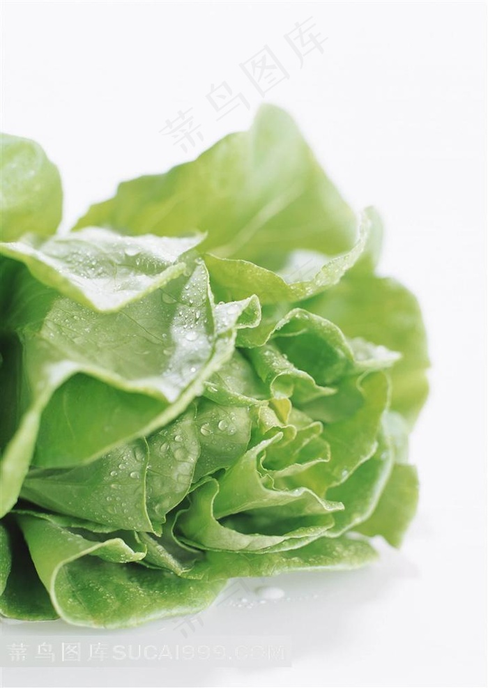 菠菜叶高清图片下载