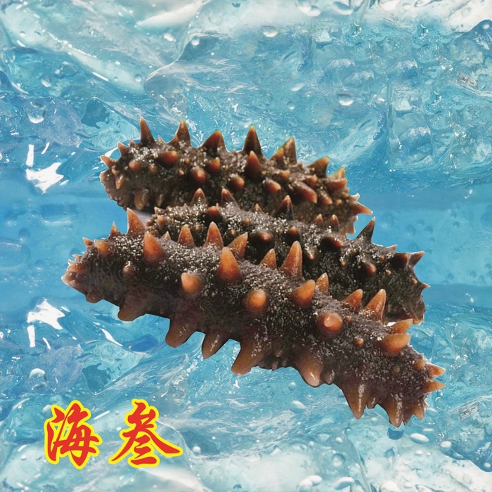 海水背景中的海参