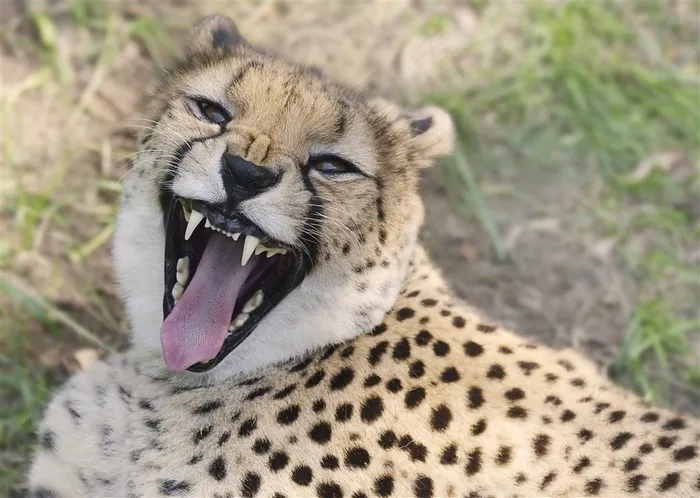 张开大嘴的猎豹
