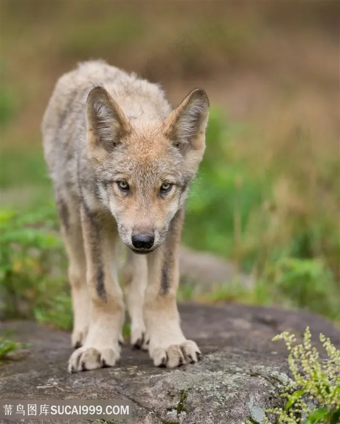 高清野狼野生动物图片