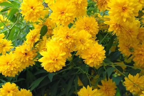 黄色菊花绽放图片 黄色菊花绽放图片