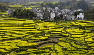 安徽绩溪家朋油菜花风景图片-第6张