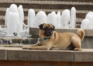 可爱纯种狗狗图片