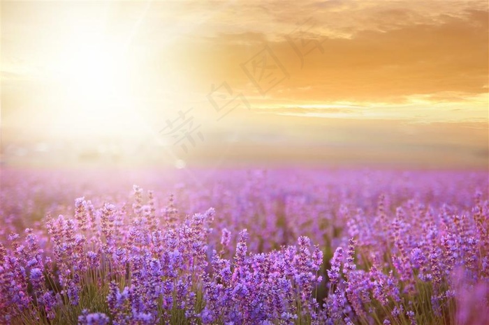 美丽的薰衣草景色田园风光