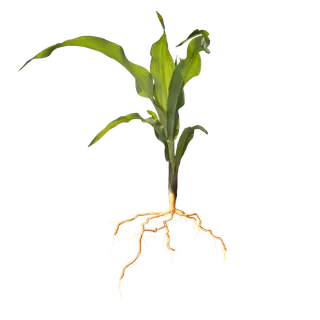 现代农业玉米苗