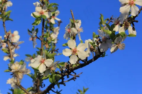 桃花树白色桃花图片 桃花树白色桃花图片