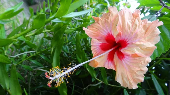 粉红色木槿花图片 粉红色木槿花图片