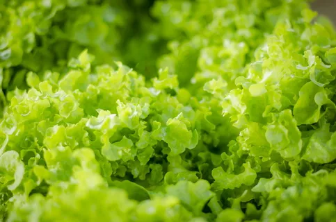 有机蔬菜图片 有机蔬菜图片