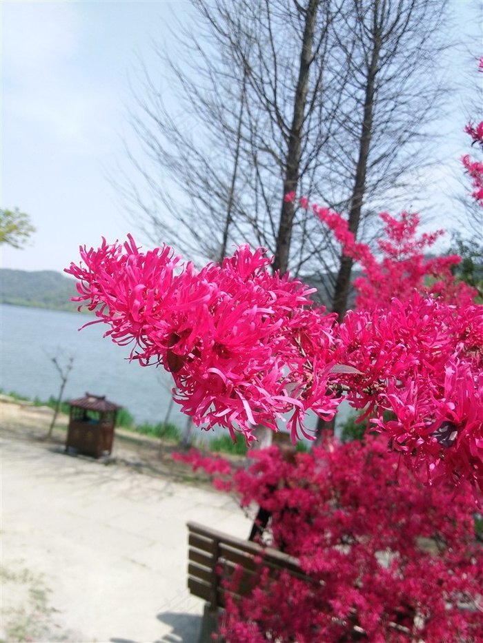 红花檵木高清特写