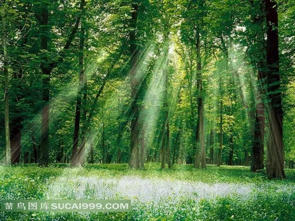 射进树林里的阳光