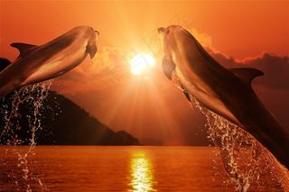 晚霞海豚摄影素材