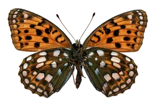 蝴蝶 彩蝶 花蝴蝶 动物 昆虫 免抠