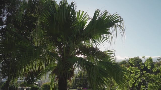 棕榈树叶, 棕榈树, 太阳, 太阳耀斑, 运动, 树, 夏天