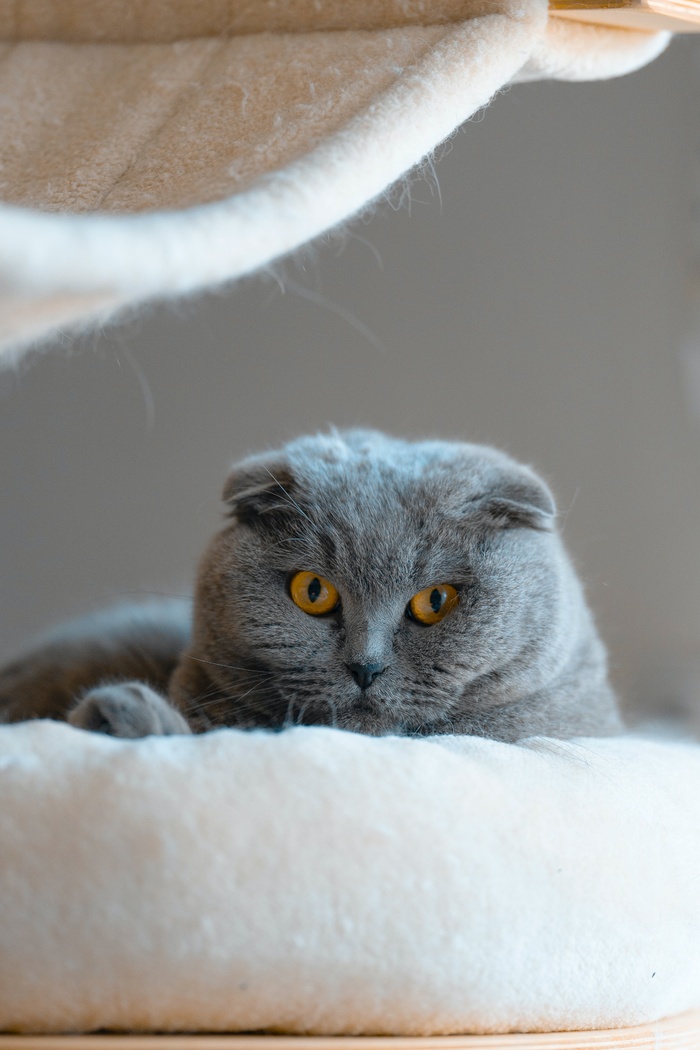 可爱猫咪猫猫摄影素材