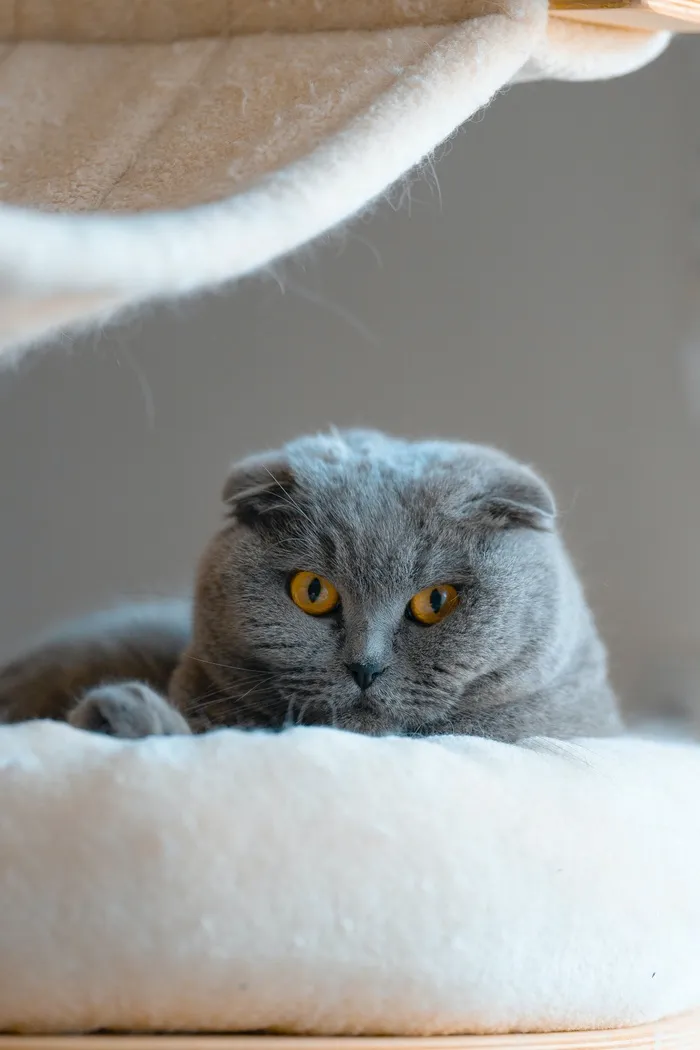 可爱猫咪猫猫摄影素材