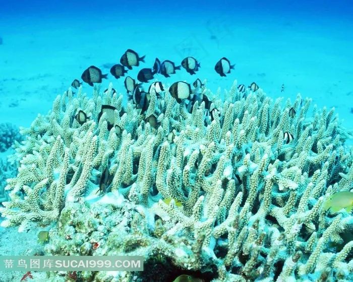 珊瑚海葵和一群小鱼
