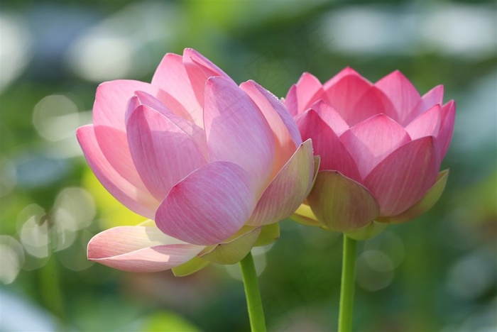 含苞初放的荷花