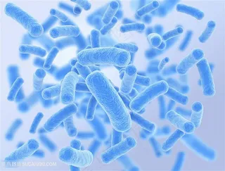 细胞细菌生物高清图