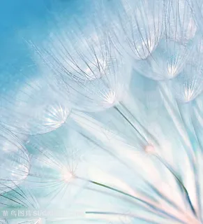 唯美蒲公英图片 唯美蒲公英图片