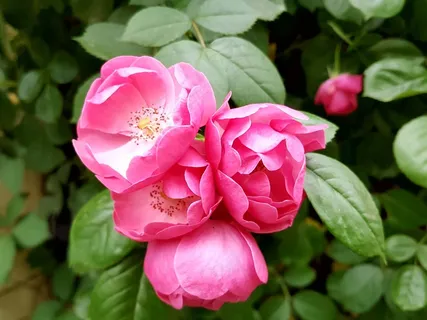 红粉色玫瑰花图片 红粉色玫瑰花图片