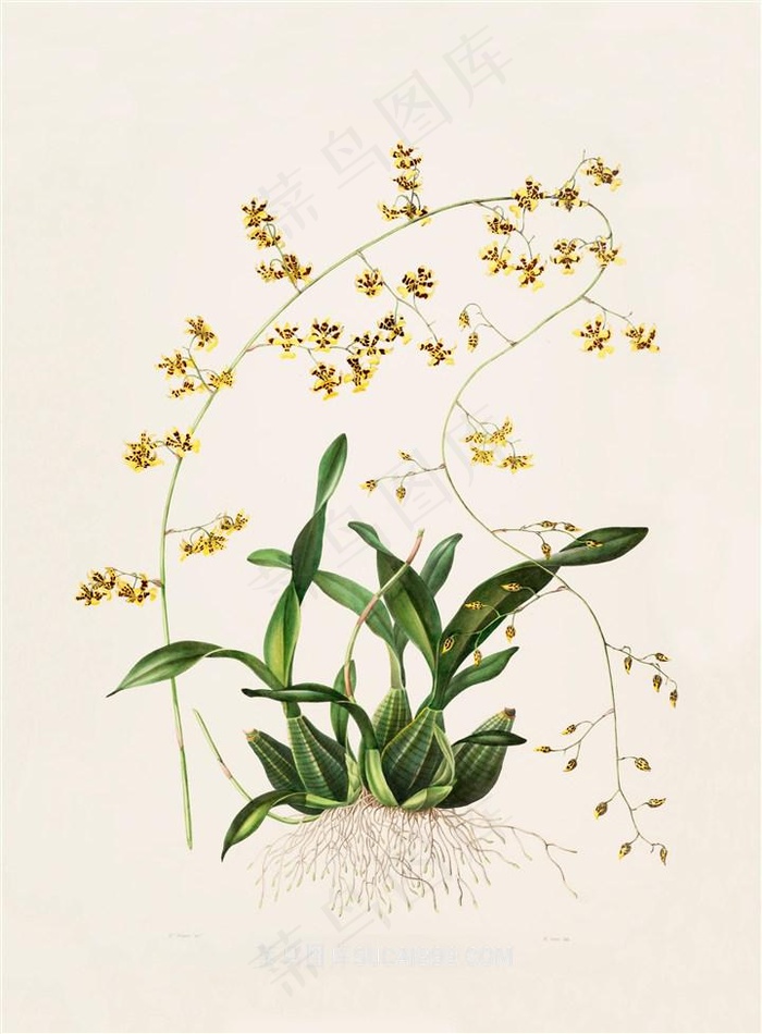 现代风格兰花彩绘插画图片